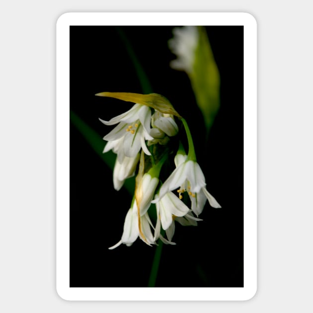 Wild Garlic Sticker by GP1746